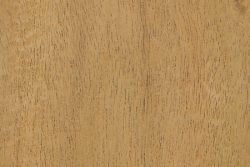 Earpod wattle (Acacia auriculiformis)