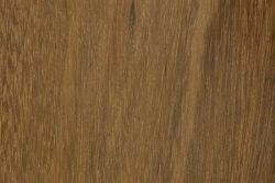 Mangium (Acacia mangium)