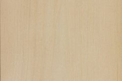 Field maple (Acer campestre)