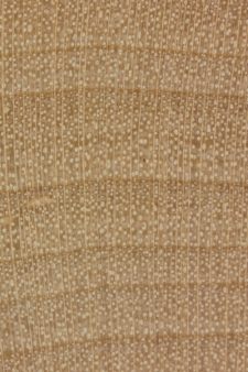 Field maple (endgrain 10x)