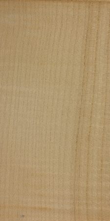 Sycamore maple (Acer pseudoplatanus)