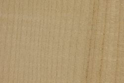 Sycamore maple (Acer pseudoplatanus)