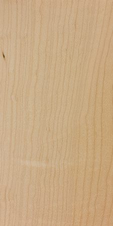 Hard maple (Acer saccharum)