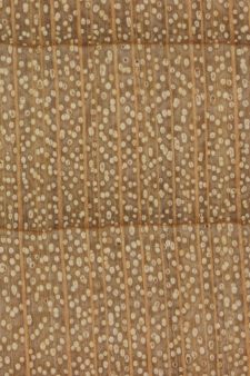 Hard maple (endgrain 10x)