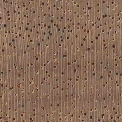 African Mahogany (endgrain 10x)