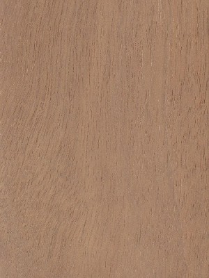 Andiroba (Carapa spp.)