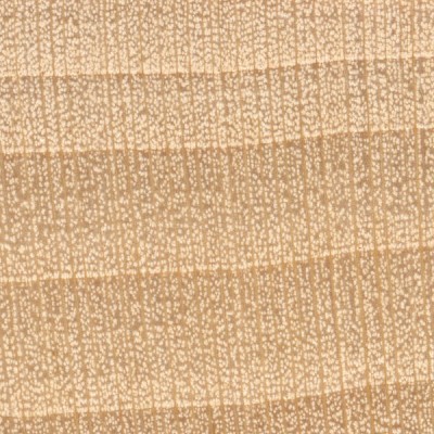 Basswood (endgrain 10x)