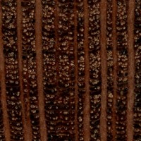 Beefwood (endgrain 10x) Beefwood (endgrain 10x)