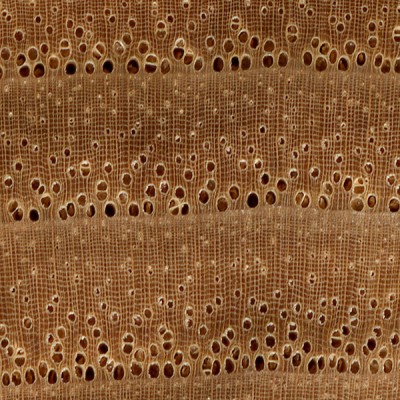 Bitternut Hickory (endgrain 10x)