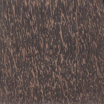 Black Palm (Borassus flabellifer)