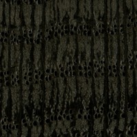 Bog Oak (endgrain 10x) Bog Oak (endgrain 10x)