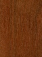 Bulletwood (sealed) Bulletwood (sealed)