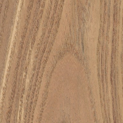 Chinaberry (Melia azedarach)