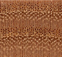 Coffeetree (endgrain 10x)