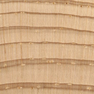 Eastern White Pine (endgrain 10x)
