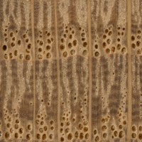 English Oak (endgrain 10x) English Oak (endgrain 10x)