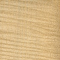 European Ash (curly) European Ash (curly)