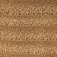European Ash (endgrain 10x) European Ash (endgrain 10x)