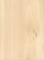 European Hornbeam (Carpinus betulus) European Hornbeam (Carpinus betulus)