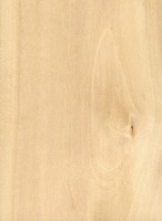 European Hornbeam (sealed) European Hornbeam (sealed)