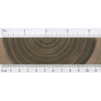 Laburnum (endgrain) Laburnum (endgrain)