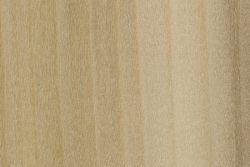 Yellow poplar (Liriodendron tulipifera)