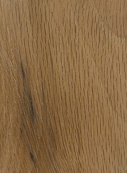 Live Oak (Quercus virginiana)