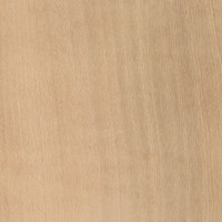 Madrone (Arbutus menziesii) Madrone (Arbutus menziesii)