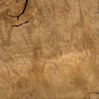 Mountain Ash (burl) Mountain Ash (burl)