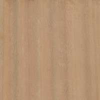 Mountain Ash (Eucalyptus regnans) Mountain Ash (Eucalyptus regnans)