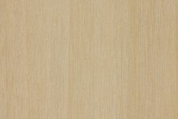 Eastern cottonwood (Populus deltoides)