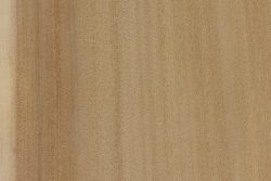 Fremont poplar (Populus fremontii)