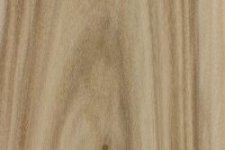 Swamp cottonwood (Populus heterophylla)