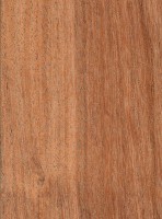 Prosopis juliflora (Prosopis juliflora) Prosopis juliflora (Prosopis juliflora)