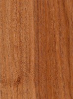 Prosopis juliflora (sealed) Prosopis juliflora (sealed)