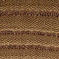 Red Elm (endgrain 10x)