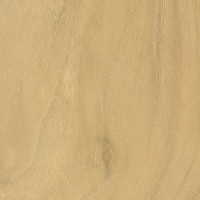 Red Mulberry (Morus rubra) Red Mulberry (Morus rubra)