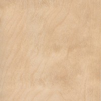 Silver Birch (Betula pendula) Silver Birch (Betula pendula)