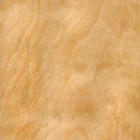 Silver Birch (sealed) Silver Birch (sealed)