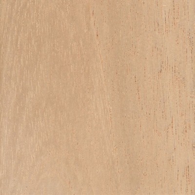 Spanish Cedar (Cedrela odorata)