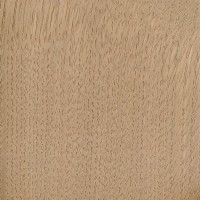 Sweet Chestnut (Castanea sativa) Sweet Chestnut (Castanea sativa)