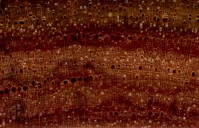 Tulipwood (endgrain 10x)