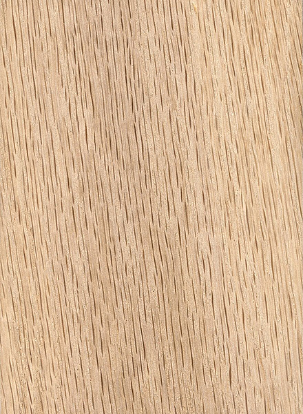 Water Oak (Quercus nigra)