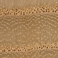 White Ash (endgrain 10x)