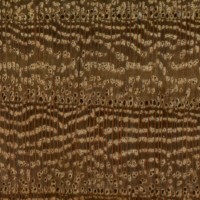 Wych Elm (endgrain 10x) Wych Elm (endgrain 10x)