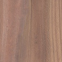 Wych Elm (Ulmus glabra) Wych Elm (Ulmus glabra)