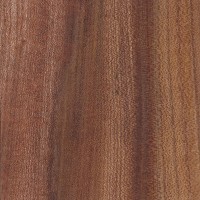 Wych Elm (sealed) Wych Elm (sealed)